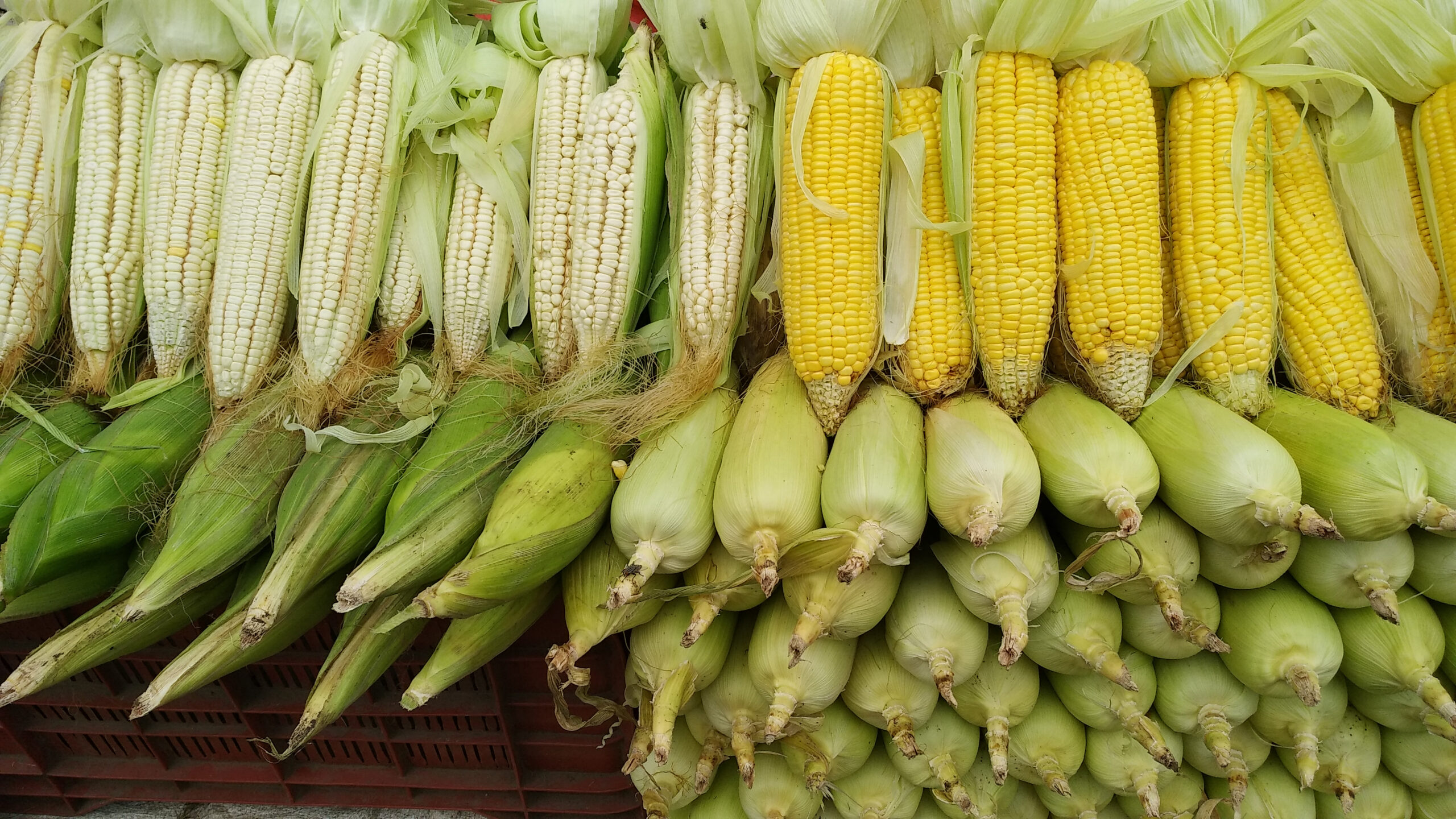 yellow and white corn on the cob