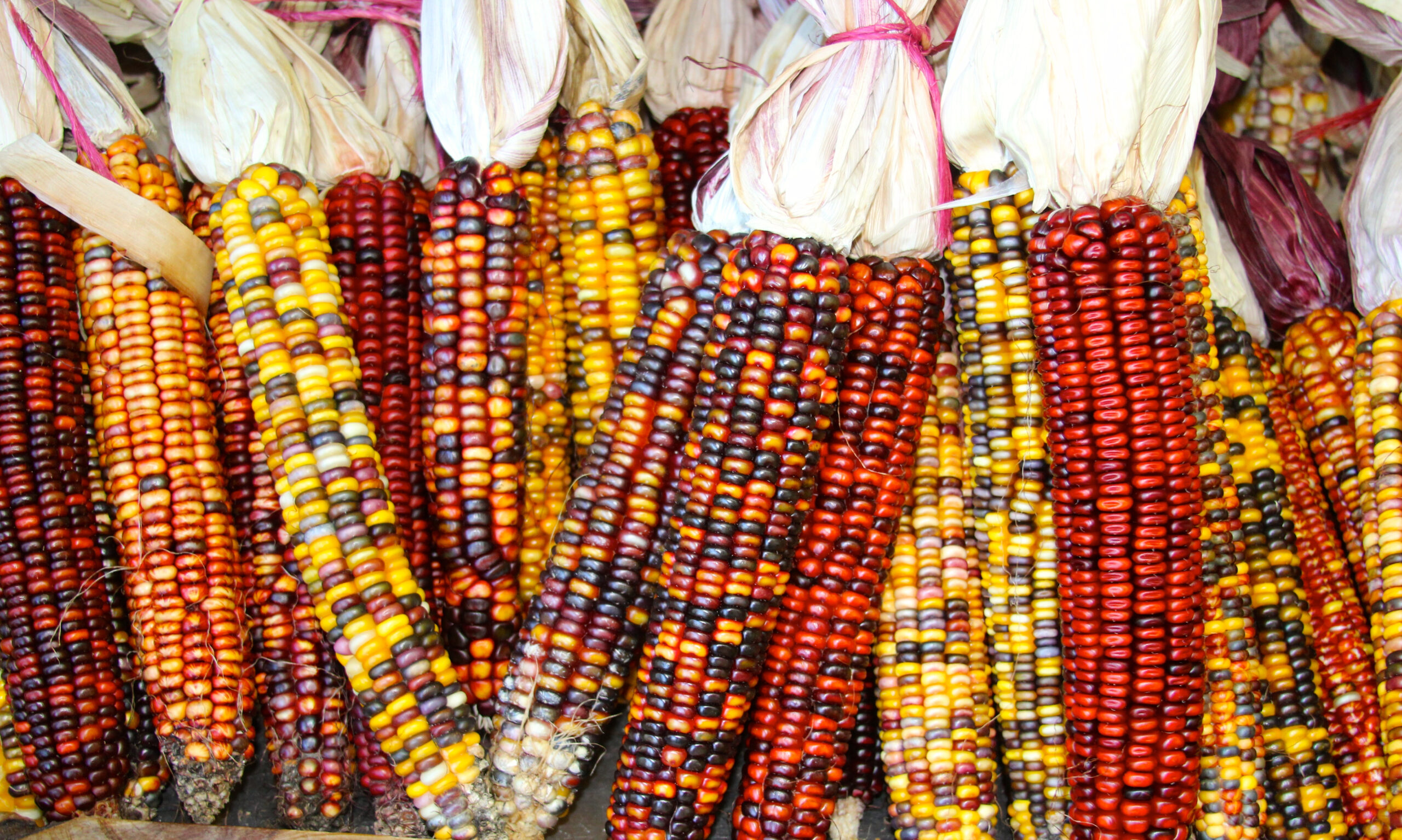 multi color corn