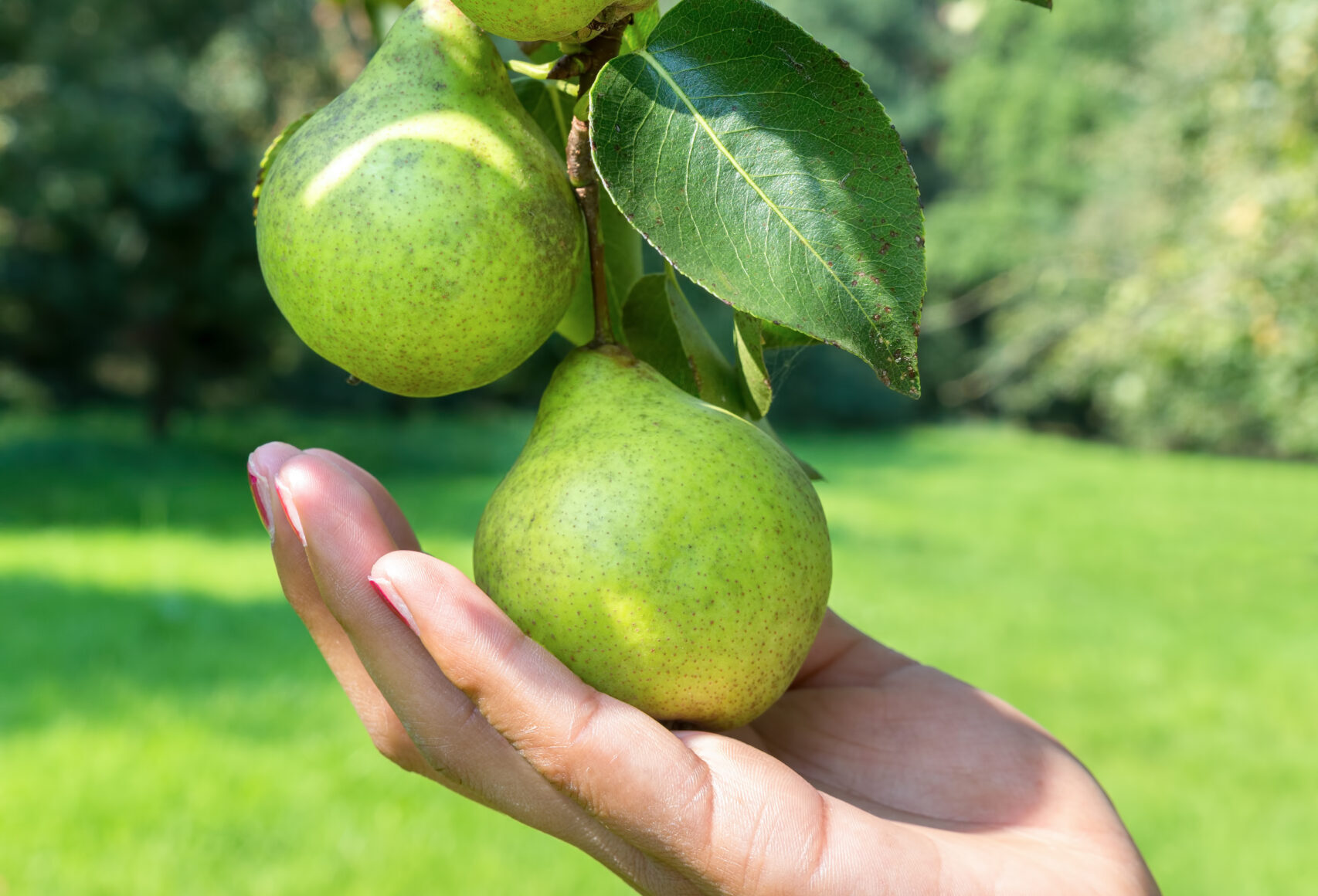 Female hand showing branch with green pears in orchard. The woman is holding and showing a pear in her hand as symbol of nature, food, harvest, crop, season, summer, summertime, fall, autumn, fruit, eat.